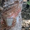 Conheça um pedaço da história da Amazônia em uma visita ao Museu do Seringal!