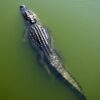 Rio Solimões! Conheça as belezas naturais e a biodiversidade do maior rio do mundo!