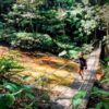Aventura e História na Floresta da Tijuca! Conheça o parque nacional mais visitado do Brasil!