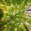 Detox urbano na floresta amazônica - Hospedagem & Turismo Sensorial na Selva