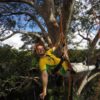 Arvorismo na Amazônia! Conheça suas enormes árvores e contemple lindas vistas