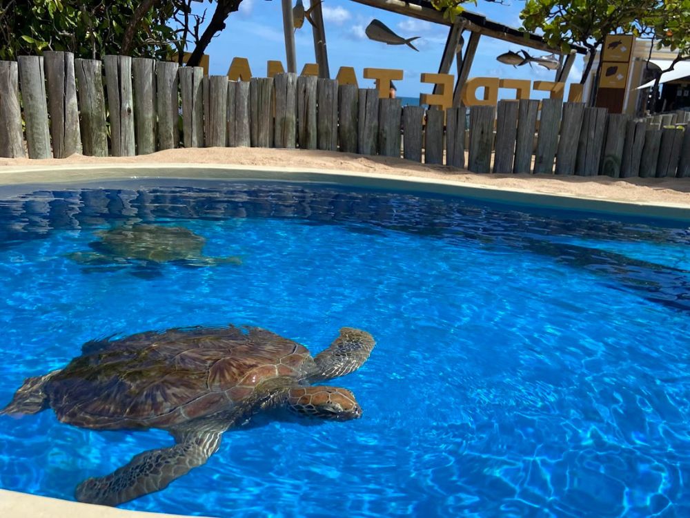 Das praias urbanas ao Santuário de tartarugas marinhas: paraíso tropical nas praias do Forte e Guarajuba 4