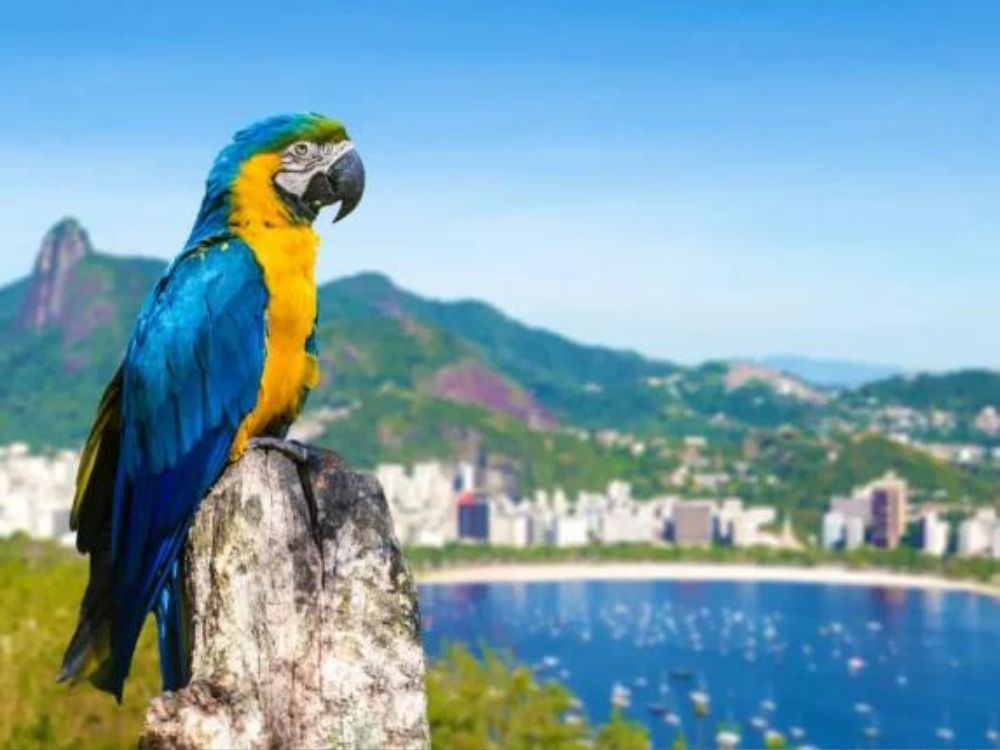 Desbrave a cidade maravilhosa em um incrível city tour repleto de histórias cariocas 4