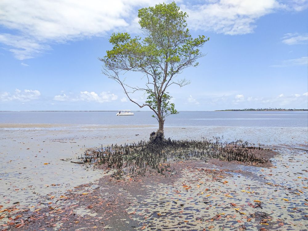 Presencie as mais lindas paisagens dos manguezais e arrecifes de Barra do Mamanguape + almoço em aldeia indígena 4