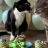 Focinhos e patinhas em um universo de descobertas saborosas: degustação de petiscos naturais para cães e gatos