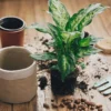 O despertar para a Ciência Botânica através do contato com o cultivo de plantas a partir de 8 pessoas