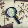 Quadros que guardam memórias: aprenda técnicas para secar plantas e flores em uma experiência coletiva e artística para a partir de 8 pessoas