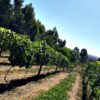 Surpreenda-se em uma degustação de vinhos de uvas Syrah, na região montanhosa de Goiás