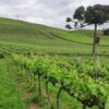 Encante-se com o Vale dos Vinhedos e aprenda técnicas para degustar vinhos e espumantes