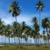 Citytour Recife e Olinda: conheça os principais pontos turísticos pernambucanos