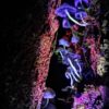 Explorando a bioluminescência da Mata Atlântica e degustando vinho e queijos em uma propriedade rural local