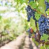 Explorando os sabores da terra em um tour pelo Vale dos Vinhedos