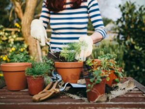 consultoria de plantas em casas e apartamentos