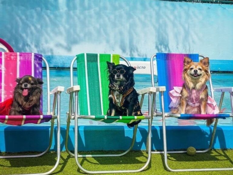 Bom-para-cachorro-Day-use-em-dog-club-no-coracao-da-cidade-de-Sao-Paulo