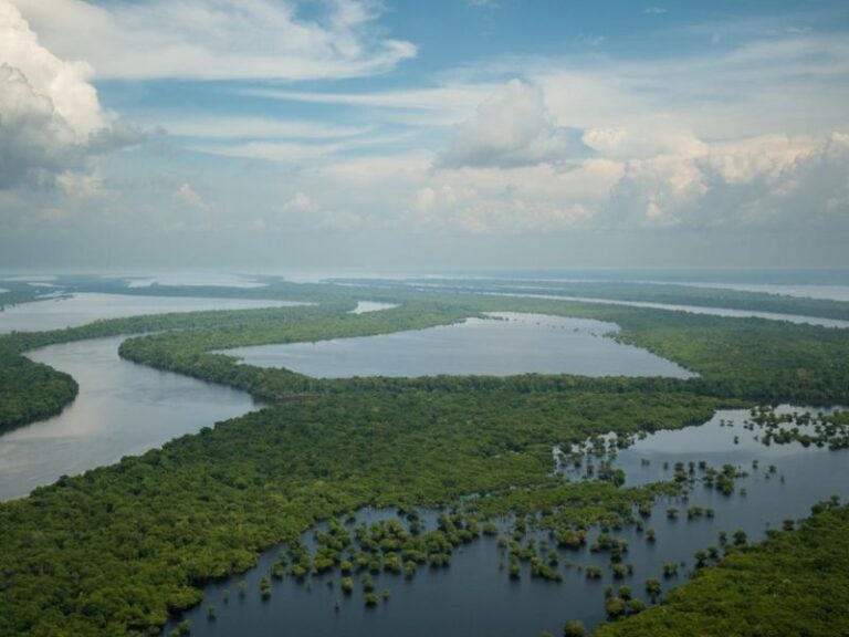 Passeio pelo Arquipélago de Anavilhanas! Se aventure no meio da selva e entre em contato com a natureza!